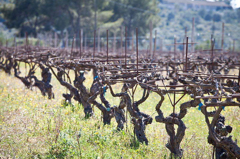 Was ist Cava und wie wird Cava hergestellt? Was ist Cava und wie wird Cava hergestellt?