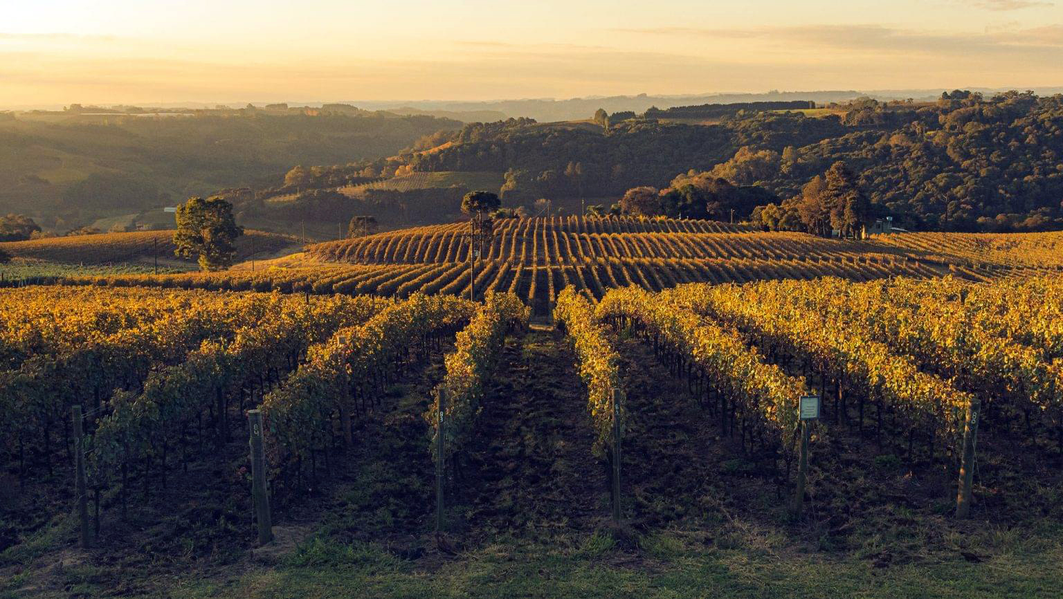 Brasilien, die besten Weine