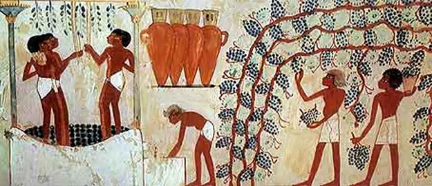 Egypte, die besten Weine