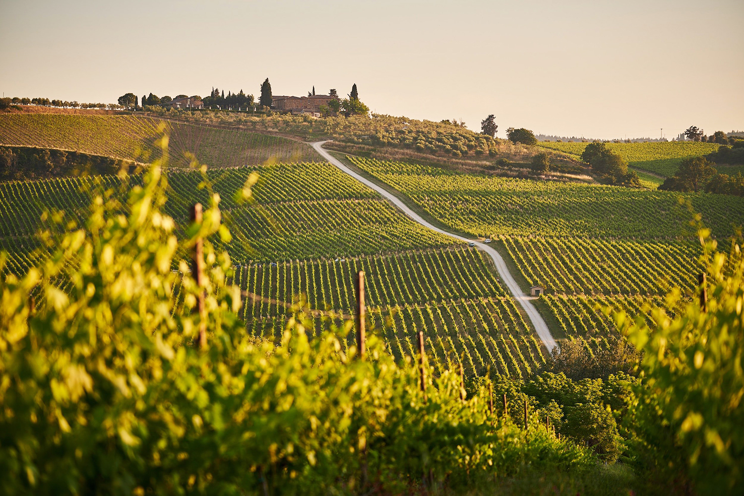 England, die besten Weine