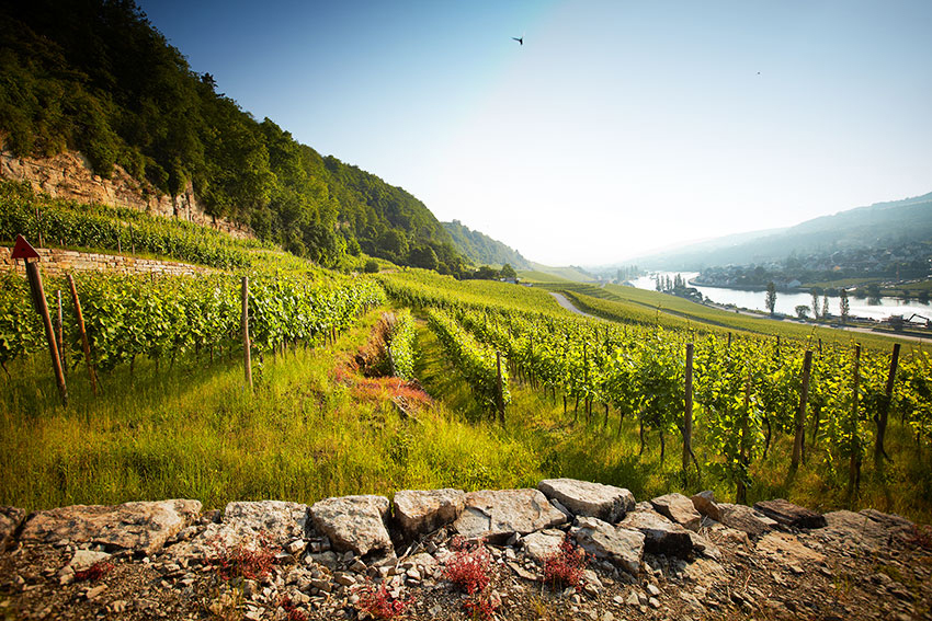 Luxemburg, die besten Weine