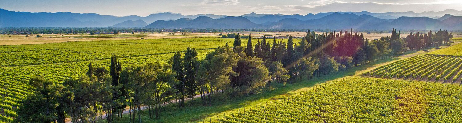 Montenegro, die besten Weine