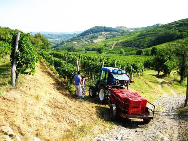 Bosnien und Herzegowina, die besten Weine