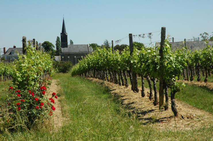 So schmecken die besten Weine aus Anjou-Saumur