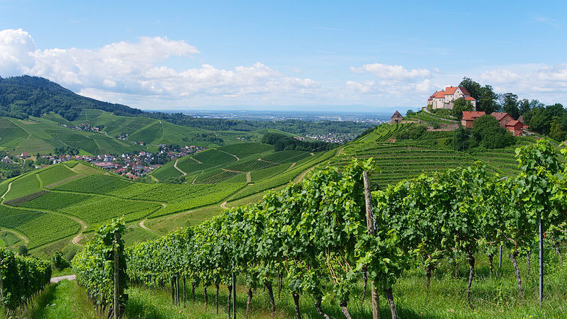 So schmecken die besten Weine aus Baden