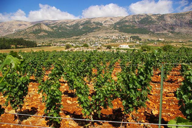 So schmecken die besten Weine aus dasBekaa-Tal