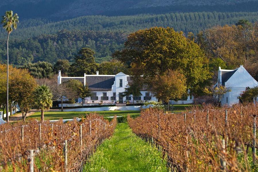 So schmecken die besten Weine aus Constantia