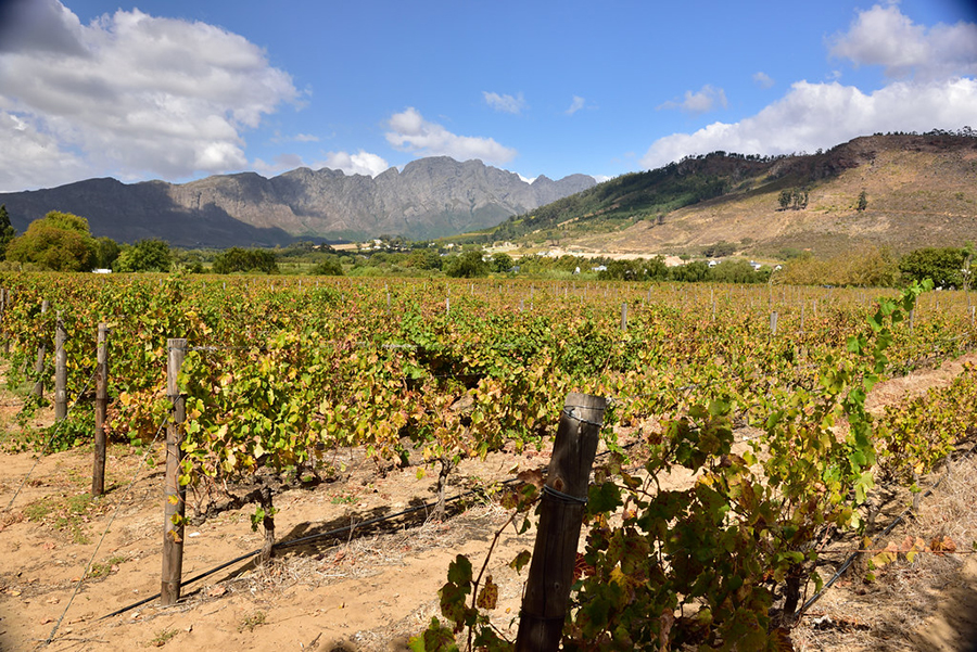 So schmecken die besten Weine aus Franschhoek