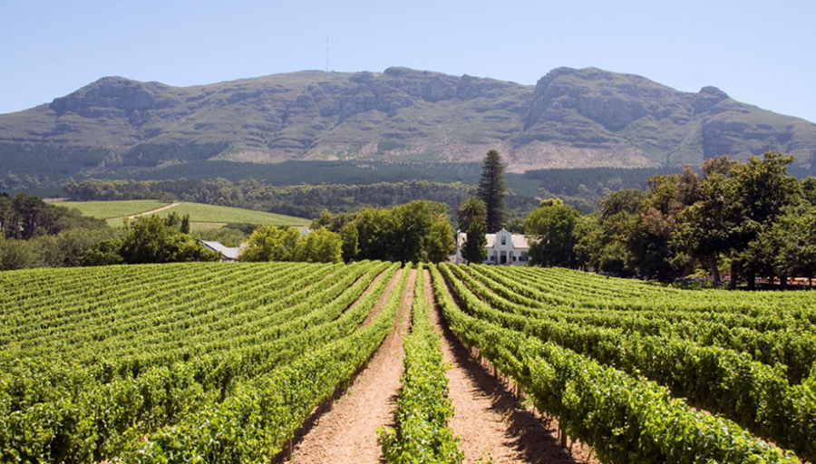So schmecken die besten Weine aus Paarl