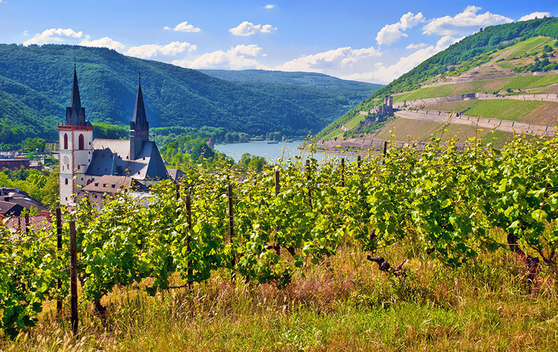 So schmecken die besten Weine aus diePfalz