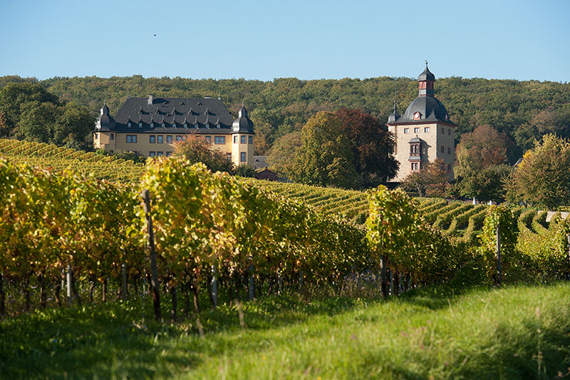 So schmecken die besten Weine aus derRheingau