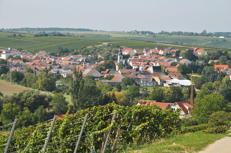 So schmecken die besten Weine aus Rheinhessen