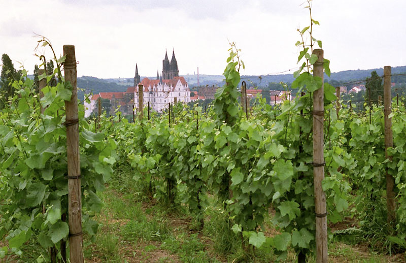 So schmecken die besten Weine aus Sachsen