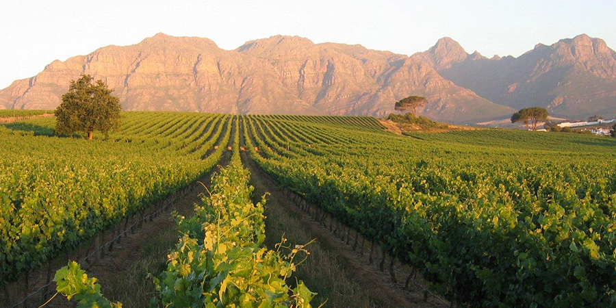 So schmecken die besten Weine aus Stellenbosch