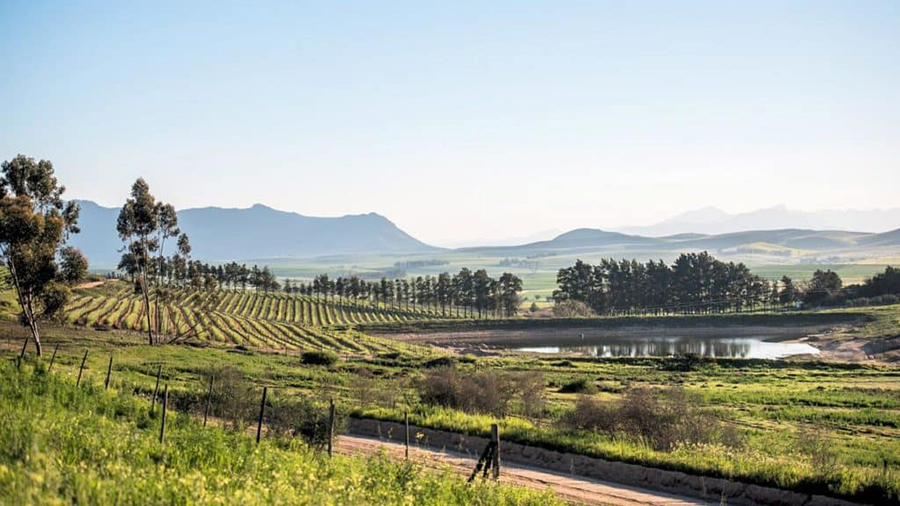 So schmecken die besten Weine aus Swartland