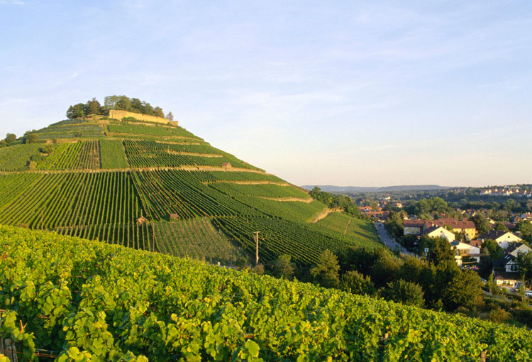So schmecken die besten Weine aus W&uuml;rttemberg