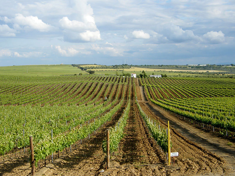 So schmecken die besten Weine aus Alentejo