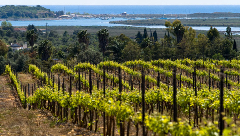So schmecken die besten Weine aus dieAlgarve