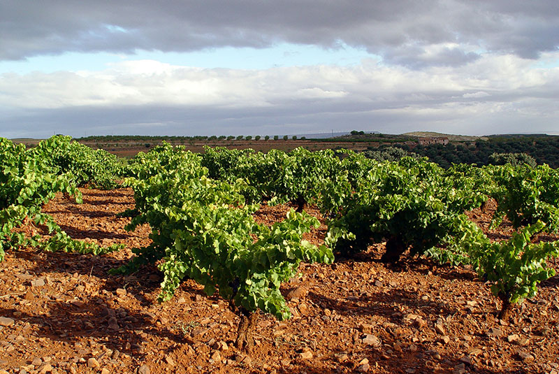 So schmecken die besten Weine aus Arag&oacute;n