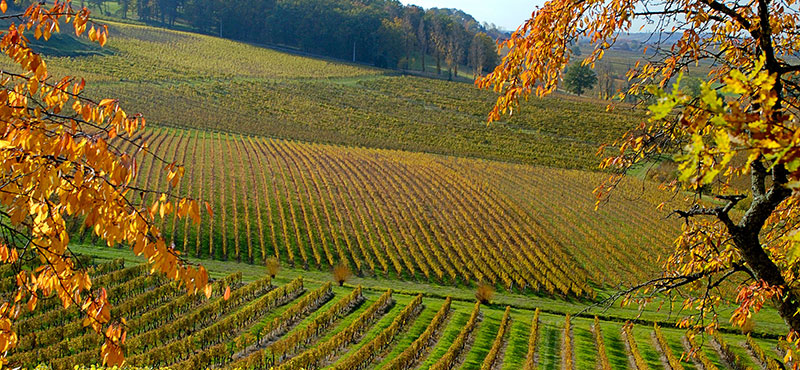 So schmecken die besten Weine aus Bergerac