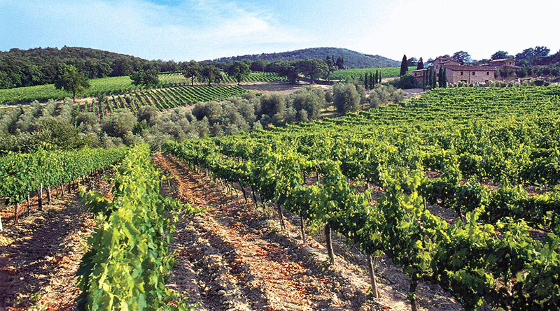 So schmecken die besten Weine aus Montalcino