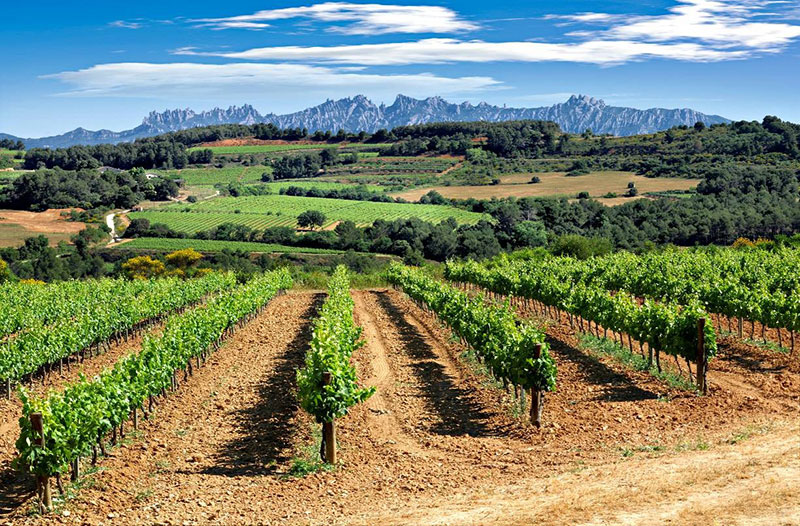 So schmecken die besten Weine aus Pened&egrave;s