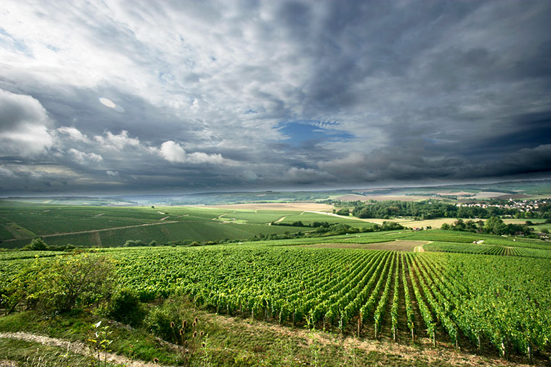 So schmecken die besten Weine aus Chablis