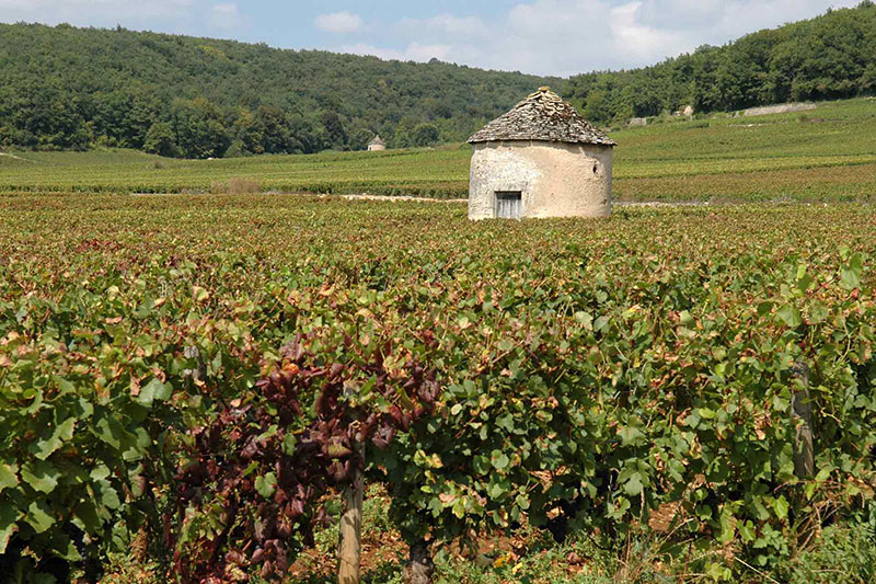 So schmecken die besten Weine aus C&ocirc;te de Nuits