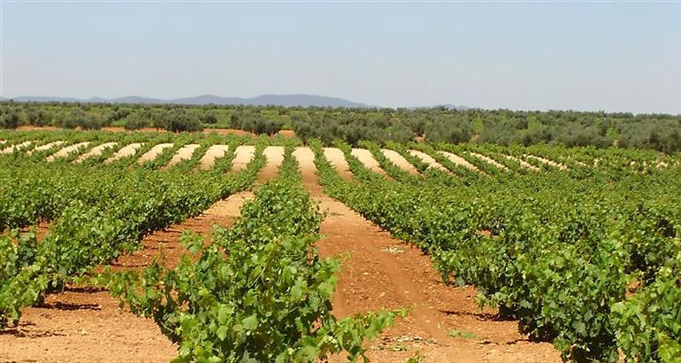 So schmecken die besten Weine aus Extremadura