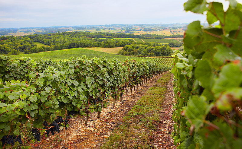 So schmecken die besten Weine aus Gascogne
