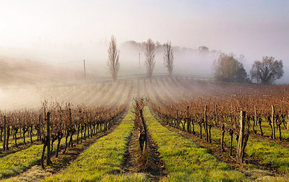Alle Informationen zu den Weinen von Domaine de Maubet