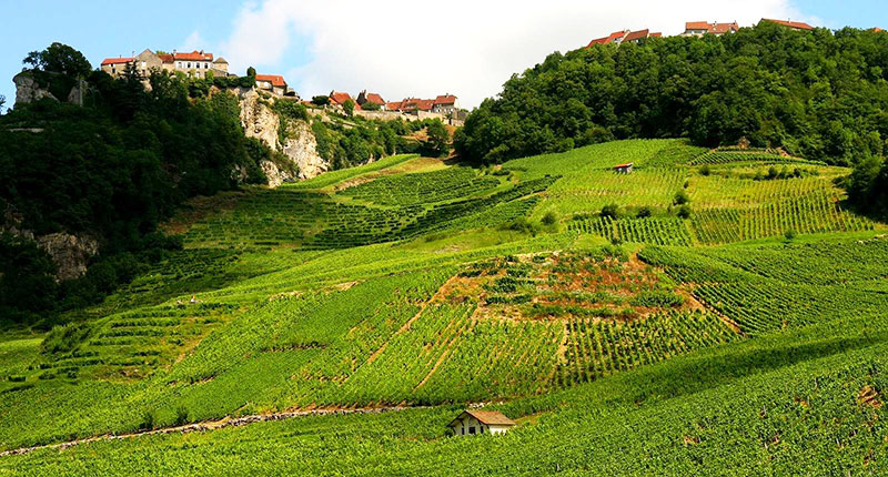 So schmecken die besten Weine aus derJura