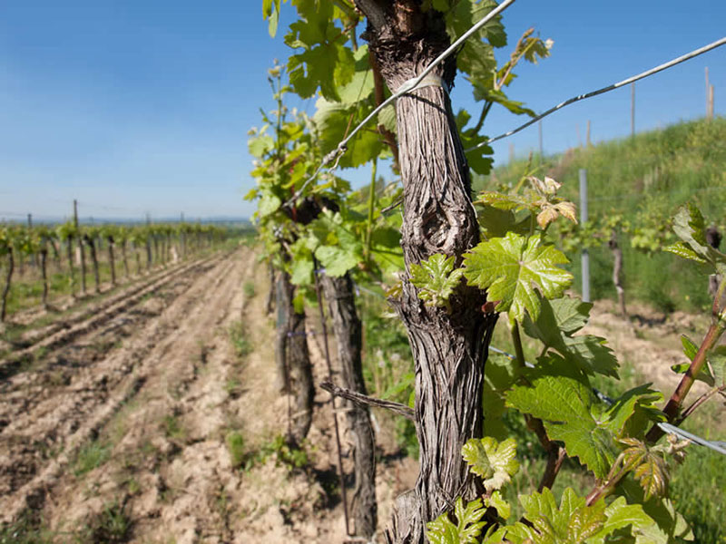 So schmecken die besten Weine aus Kamptal