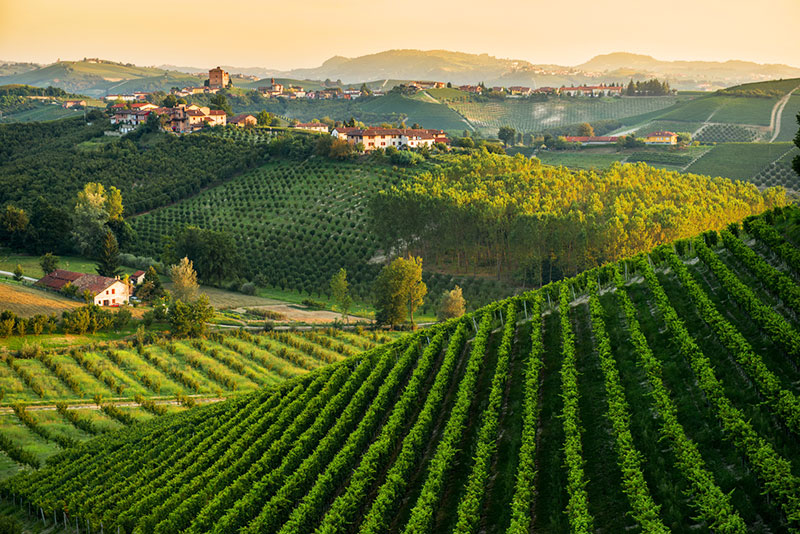 So schmecken die besten Weine aus Langhe