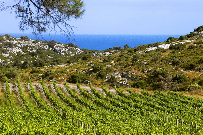 So schmecken die besten Weine aus Languedoc