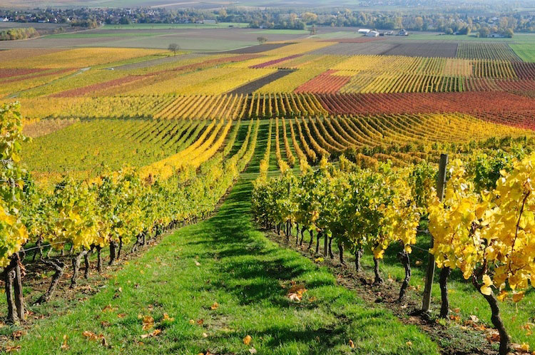 So schmecken die besten Weine aus Latium