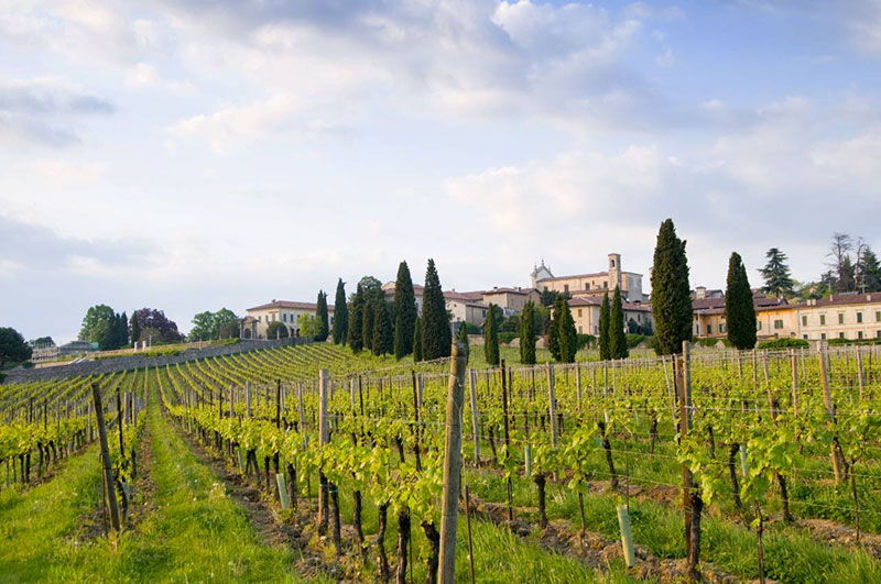 So schmecken die besten Weine aus Lombardei