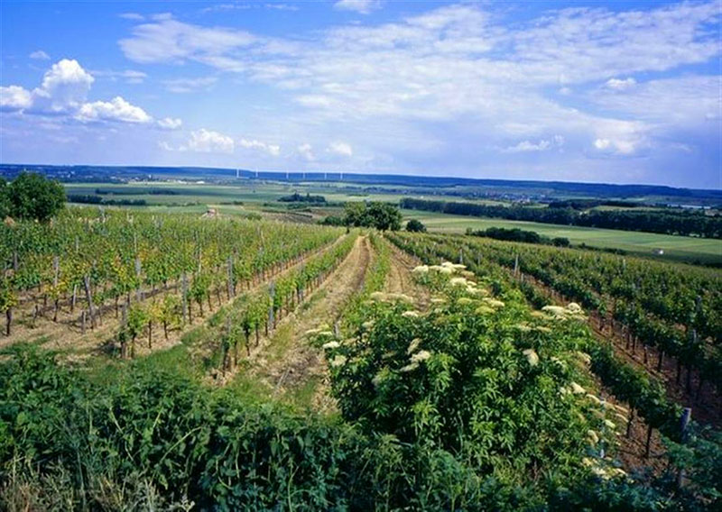 So schmecken die besten Weine aus Mittelburgenland
