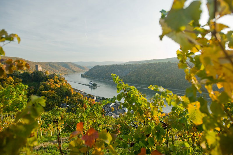 So schmecken die besten Weine aus Mittelrhein