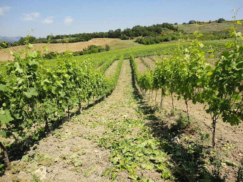 So schmecken die besten Weine aus Molise