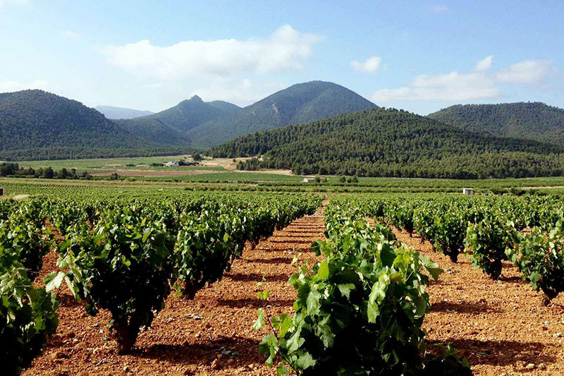 So schmecken die besten Weine aus Murcia