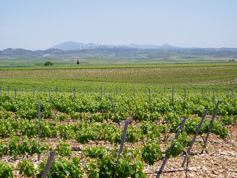 So schmecken die besten Weine aus Navarra