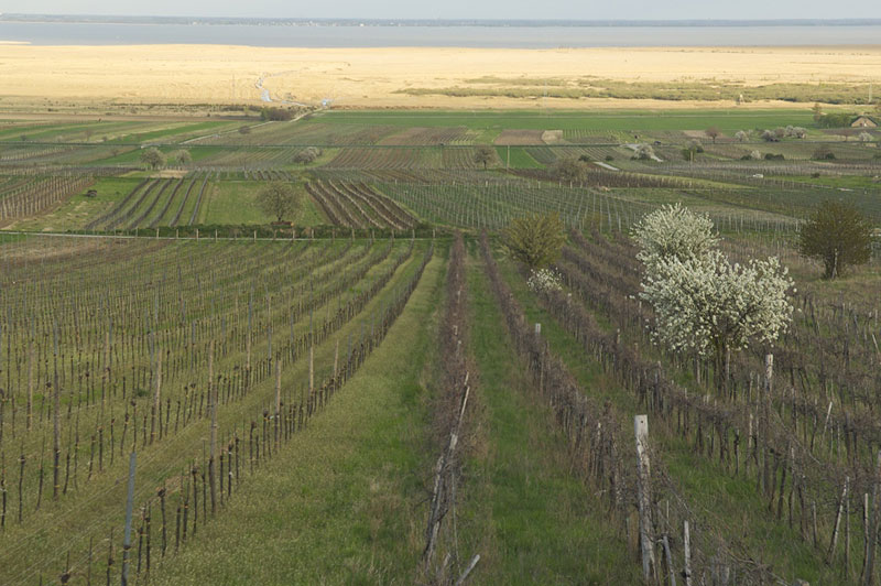 So schmecken die besten Weine aus Neusiedlersee-H&uuml;gelland