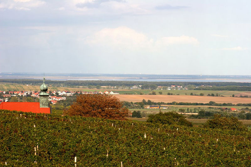 So schmecken die besten Weine aus Neusiedlersee