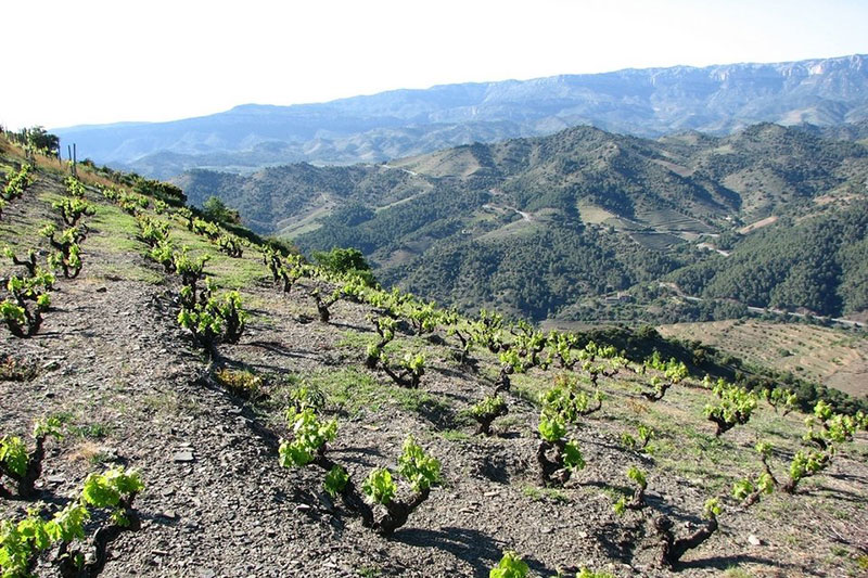 So schmecken die besten Weine aus Priorat
