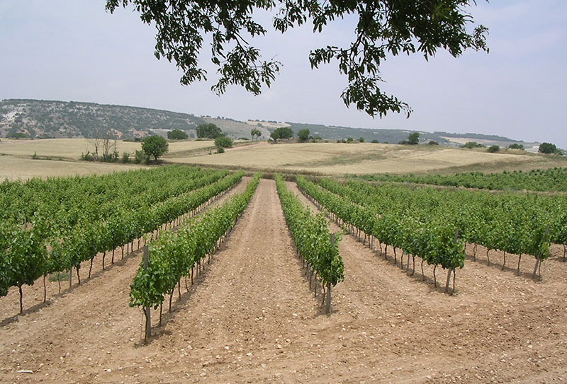 So schmecken die besten Weine aus Ribera del Duero