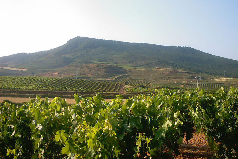 So schmecken die besten Weine aus La Rioja