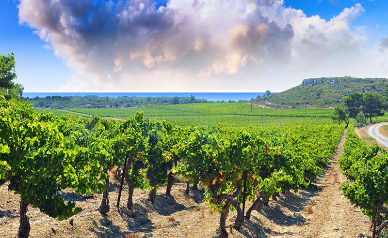 So schmecken die besten Weine aus Roussillon