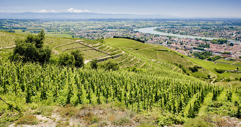 So schmecken die besten Weine aus Saint-P&eacute;ray