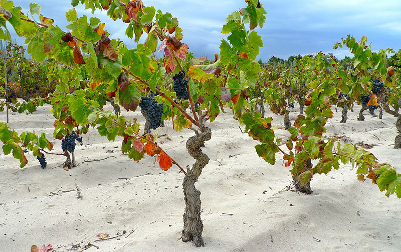 So schmecken die besten Weine aus Sardinien